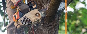 Best Fruit Tree Pruning  in Ester, AK