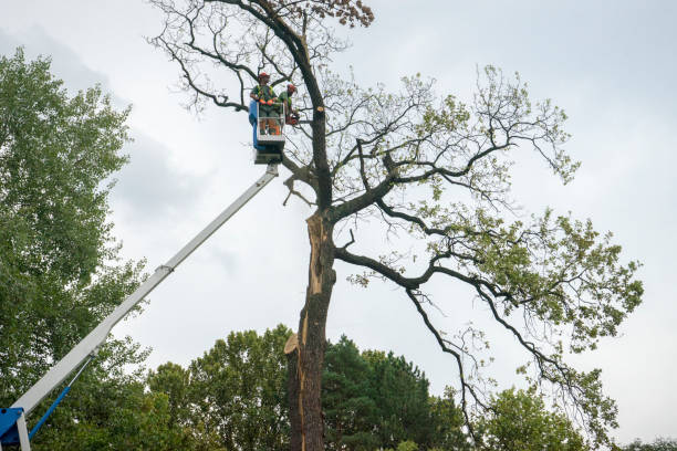 Best Hazardous Tree Removal  in Ester, AK