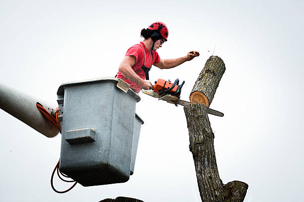 How Our Tree Care Process Works  in  Ester, AK